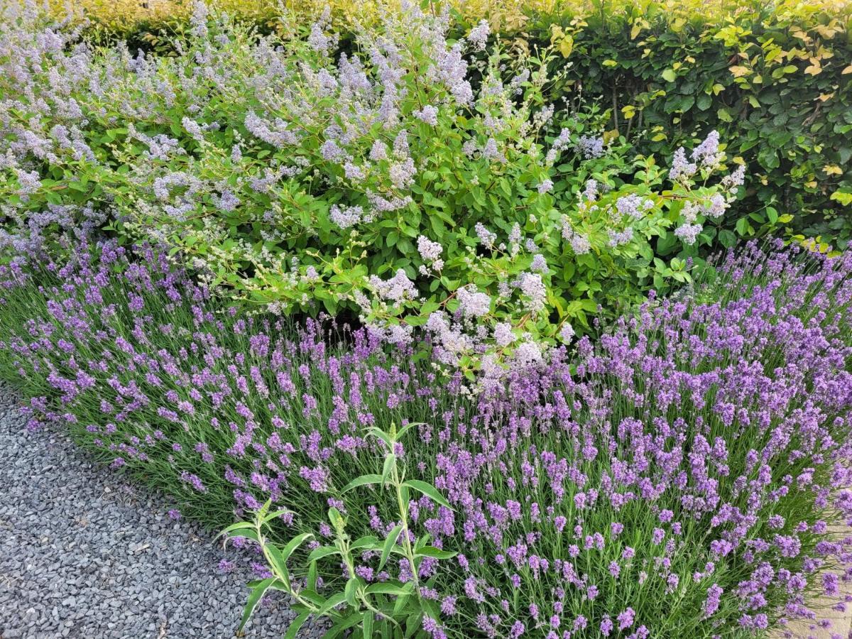 호이벨란트 Purple Papillon 빌라 외부 사진